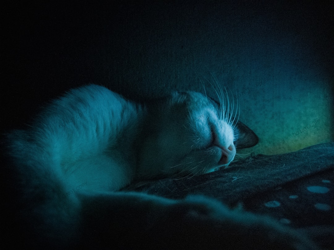 Photo dreams with cats
